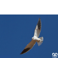 گونه کورکور بال سیاه Black-winged Kite